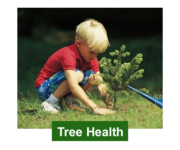 Tree health