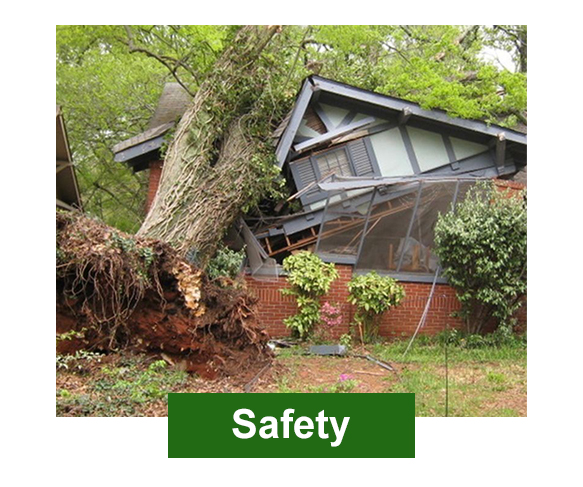 Tree safety