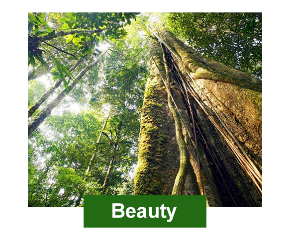 Tree beauty