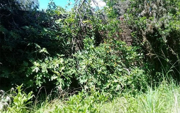 overgrown yard