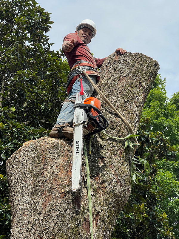 Tree service by Tree CM Service